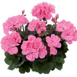 Toscana® Dolce Vita Pink (Anne)